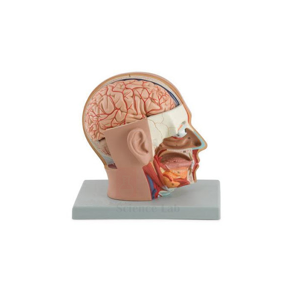 Human Head Dissection Model